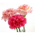 Carnations - Novelty Assorted